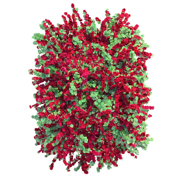 Yeşil yaprakları pergola ile kırmızı Gül Bush