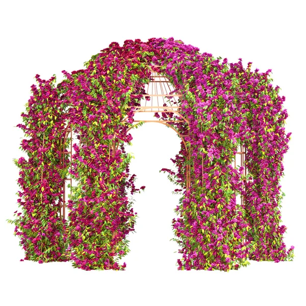 Curly flowering plant pergola — Stock Image Curly flowering plant pergola Stock Image
