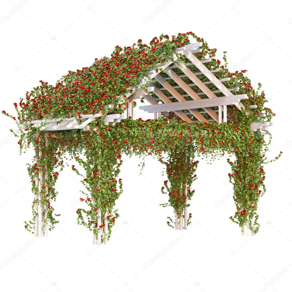 Curly red roses on the pergola