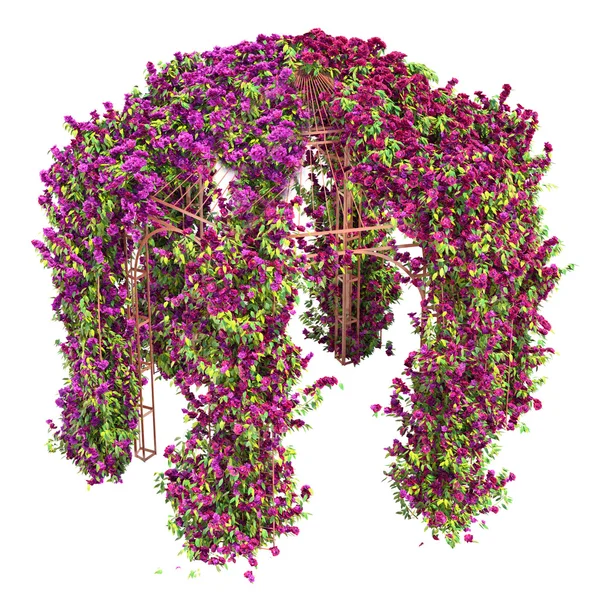 Flores rizo en una pérgola gazebo de metal —  Fotos de Stock