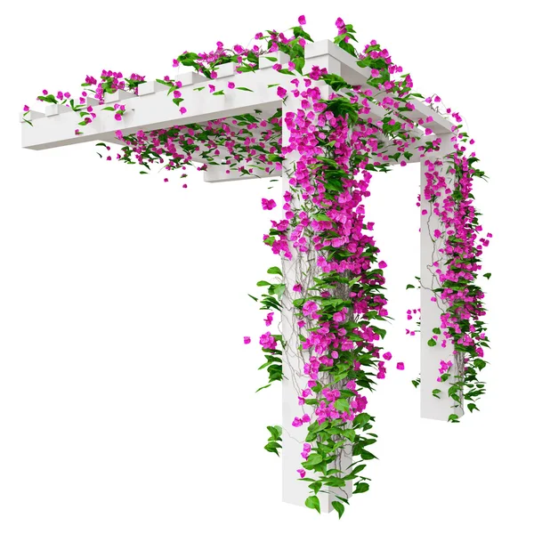 Bougainvilliers fleurs sur pergola — Photo
