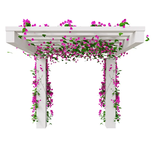 Climbing flowers on pergola — Stock Photo, Image