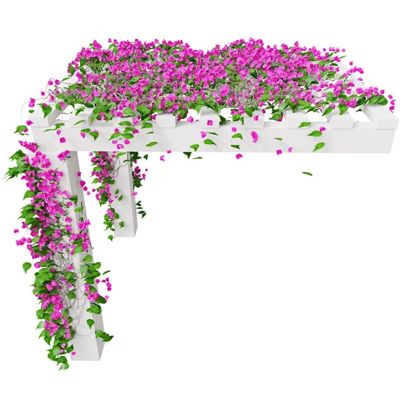 Bougainvillea med lyserøde blomster - Stock-foto