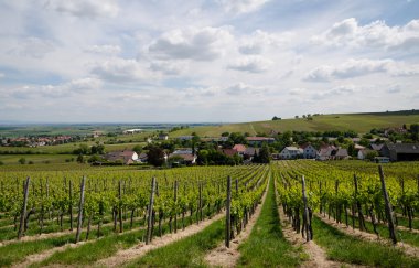 üzüm alan bahar gökyüzü arka plan üzerinde