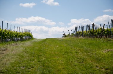 üzüm alan bahar gökyüzü arka plan üzerinde