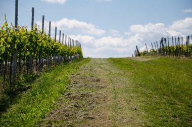 üzüm alan bahar gökyüzü arka plan üzerinde