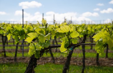 üzüm alan bahar gökyüzü arka plan üzerinde