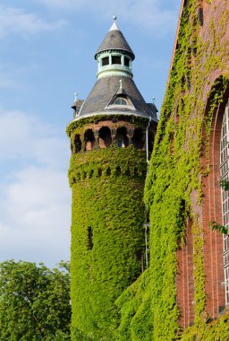 Sarmaşıkla kaplı bir ev.