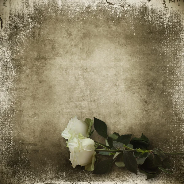 Vintage shabby background with white roses — Stock Photo, Image