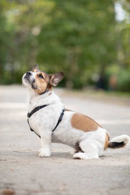 Güzel melez köpek dışarıda oturuyor ve yalvarıyor.
