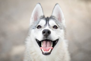 Husky köpeğinin güzel portresi dışarıda.