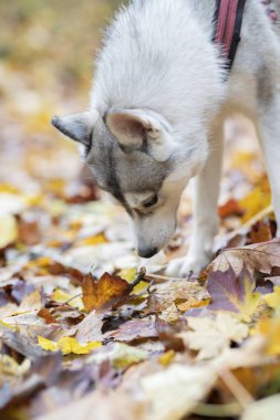 Ormanda bir Husky köpeğinin güzel yakın çekimi