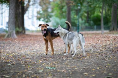 Dışarıda birbirine bakan iki güzel köpek.