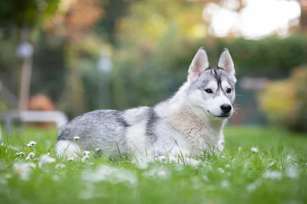 Vacker Husky Ligger Gräset Utanför — Stockfoto