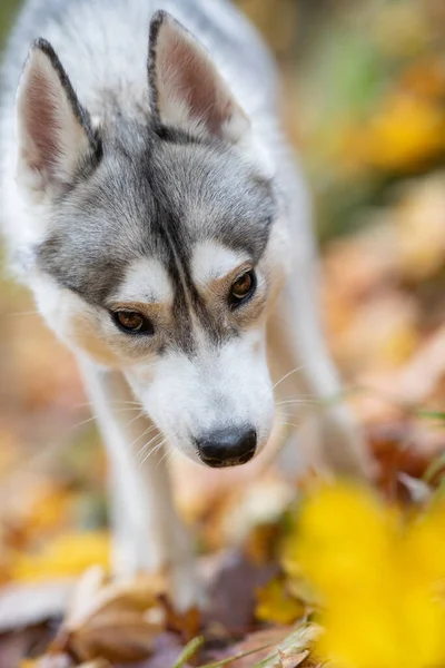 Prachtige Close Van Een Husky Hond Een Herfstbos — Stockfoto