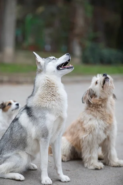 Cães Bonitos Esperando Para Obter Guloseimas Fora — Fotografia de Stock