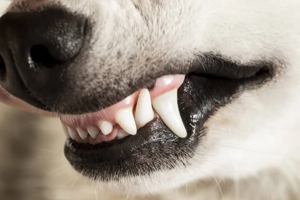 Güzel beyaz dişlerini fırlatan bir köpeğin yakın çekimi.