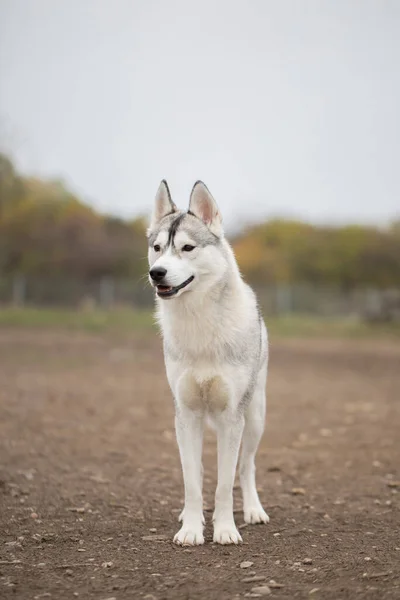 Schöne Aufnahme Eines Husky Hundes Freien Aus Nächster Nähe — Stockfoto