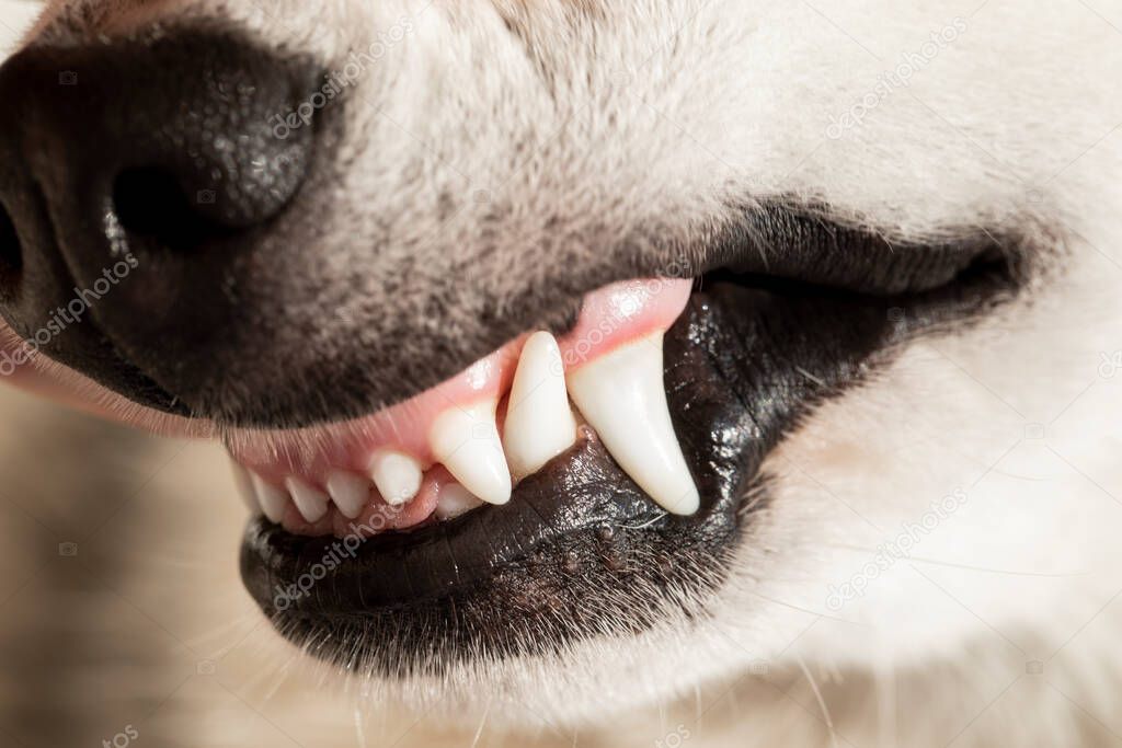 Closeup of a dog fletching its beautiful white teeth