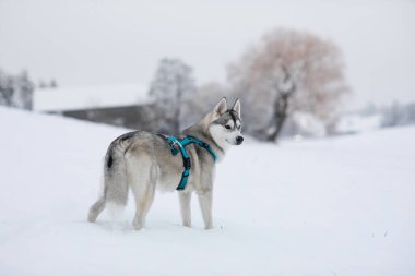 Güzel Husky köpeği kar sahnesinde Gündüz vakti