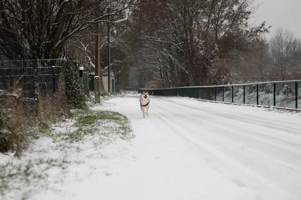 Krásný Husky Pes Běží Sněhem Směrem Kameře Denní — Stock fotografie