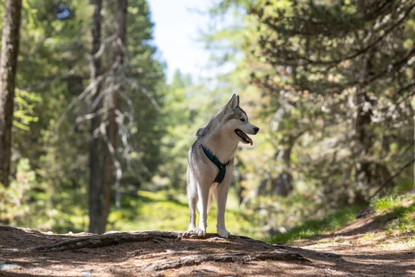 Cão Husky Bonito Uma Floresta Durante Dia — Fotografia de Stock