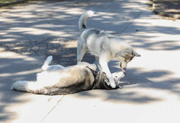 Két Gyönyörű Husky Kutya Játszik Odakint — Stock Fotó