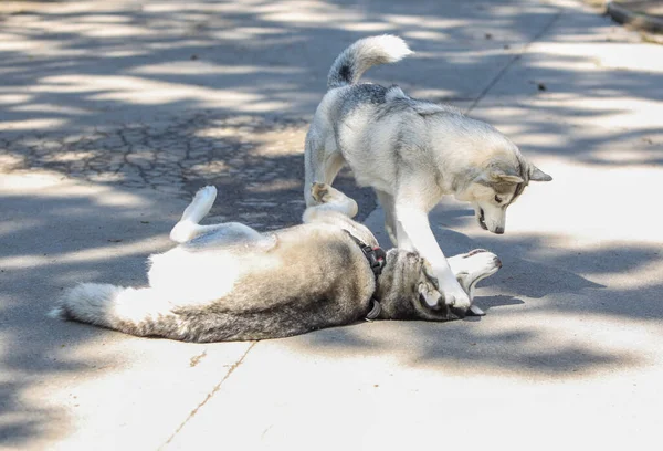 Δύο Όμορφα Husky Σκυλιά Παίζουν Έξω — Φωτογραφία Αρχείου