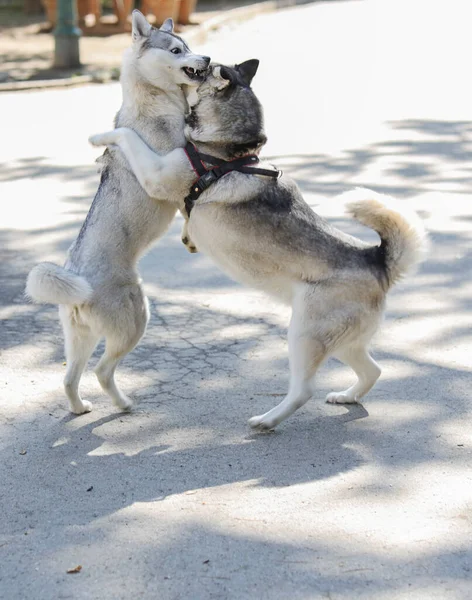 Δύο Όμορφα Husky Σκυλιά Παίζουν Έξω — Φωτογραφία Αρχείου