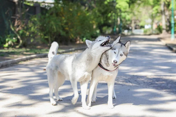 Two Beautiful Husky Dogs Playing — Stock Photo, Image