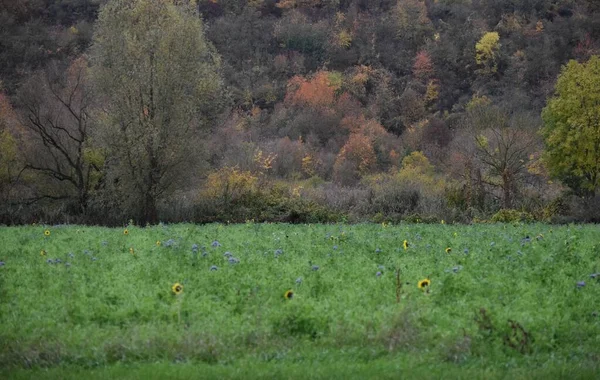 Los Campos Verano Fondo Otoño —  Fotos de Stock