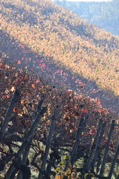 Vineyard Shows Forgotten Grapes — Stock Photo, Image
