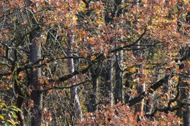 Meşe dalları diğer ağaçlara uzanır.