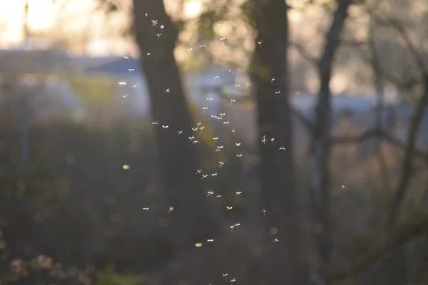 Mayıs sinekleri sanatsal danslarını gösterirler.