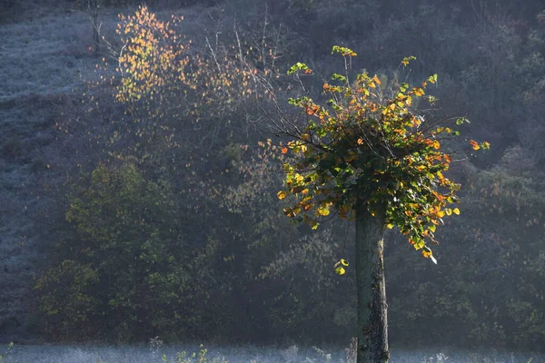 Árbol Cortado Con Nuevos Brotes —  Fotos de Stock