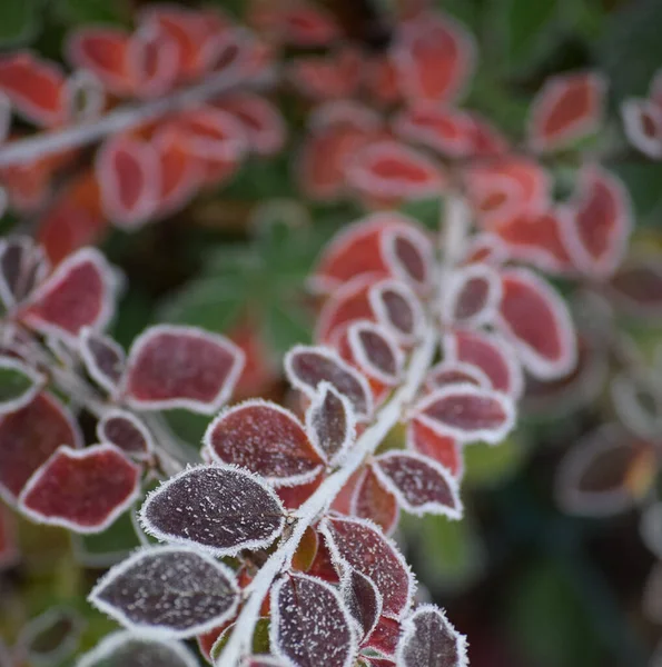 Hoar Helada Una Planta Roja — Foto de Stock