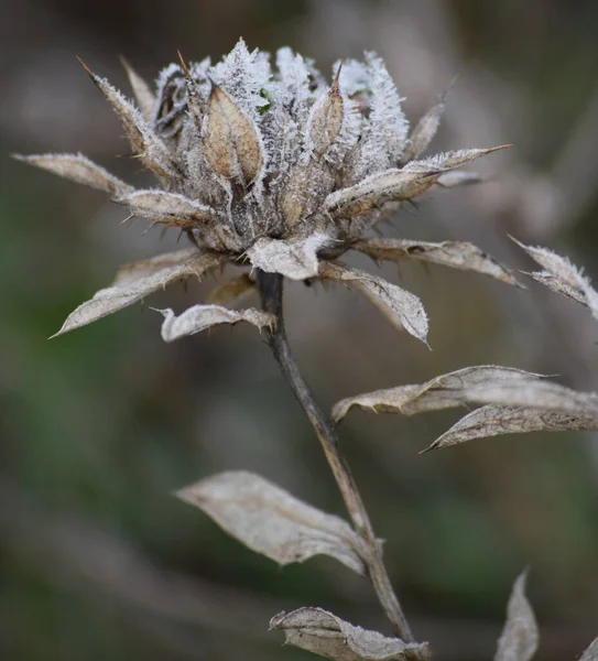 Dondurucu sıcaklıklarda dikenli bir çiçek.