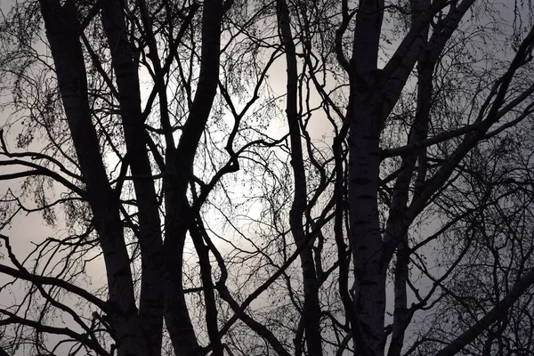 曇り空に照らされた白樺の木 — ストック写真