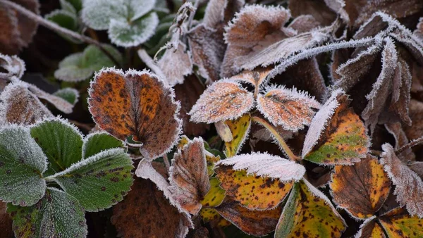 Farbenspiel Der Erdbeerpflanzen Winter — Stockfoto