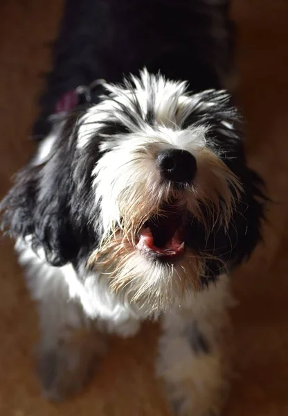 Terrier Tibetano Ladrando Apartamento — Foto de Stock