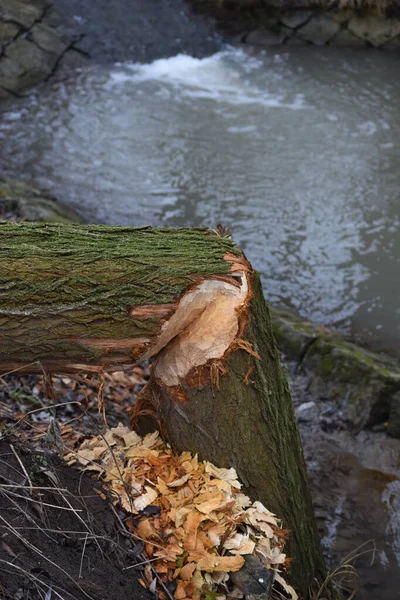 Arbre Rongé Par Les Griffes Castor — Photo