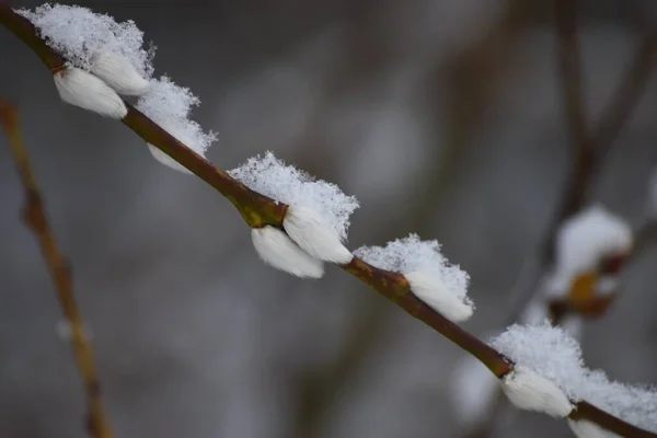 Větvička Catkins Jemnou Sněhovou Čepicí — Stock fotografie