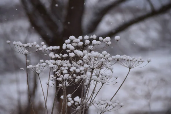 Flocos Neve Caem Sobre Erva Daninha Meadow — Fotografia de Stock