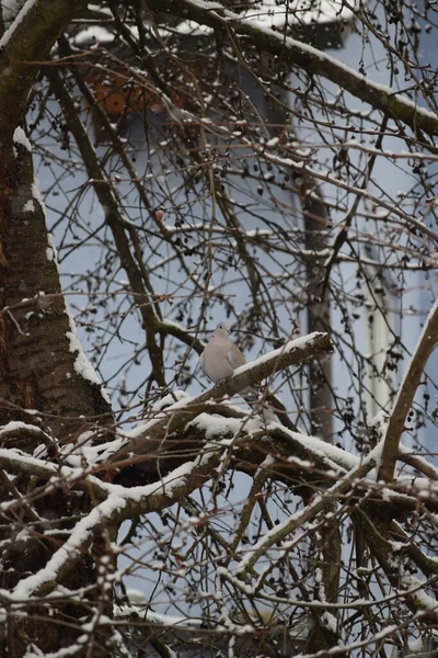 Collared Dove Cherry Tree — Stock Photo, Image