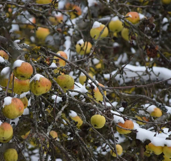 Really Dirty Old Apples Snow — Stock Photo, Image