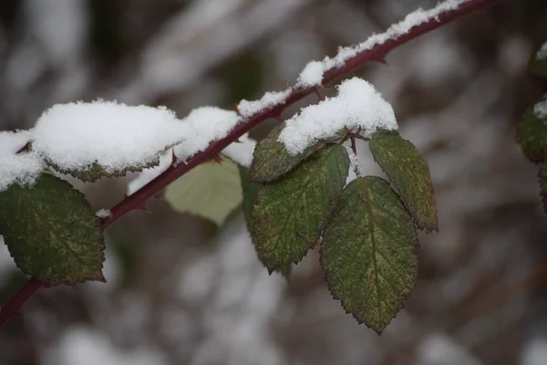 Neve Sul Cespuglio Selvaggio Blackberry — Foto Stock