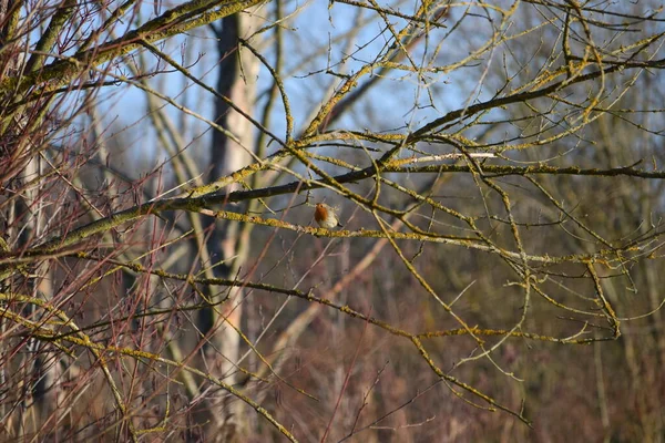 Robin Přirozeném Prostředí — Stock fotografie