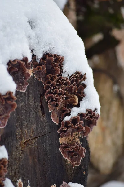 Trameten Mushrooms Tree Trunk — Stock Photo, Image