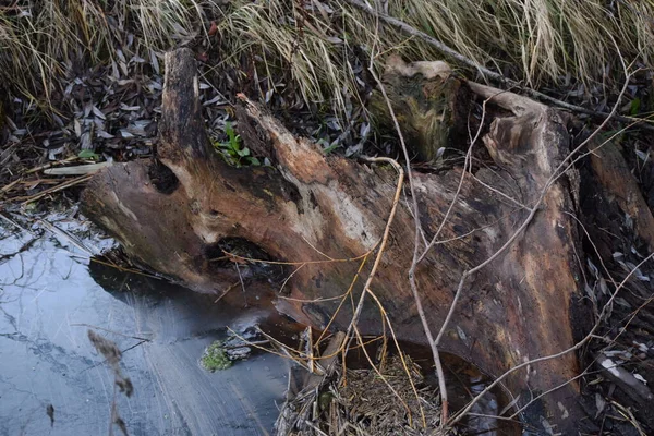 蚯蚓和湿气分解的树桩 — 图库照片