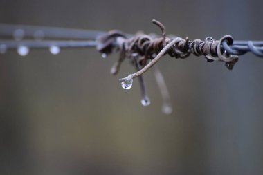 Büyük, kalın bir yağmur damlası üzümbağı kablosunda